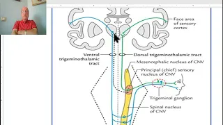 Anatomy of CNS Module in Arabic 2024 (Pathway of sensations from the head), Dr. Wahdan.