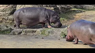 2024 Emmen Zoo Wildlands, bij de Nijlpaarden.