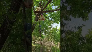 вешают ловушку для пчёл. Полное видео в профиле "как ловлю пчёл на ведро или халявные пчелы"