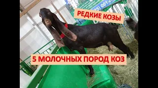 Редкие породы коз были представлены в Москве