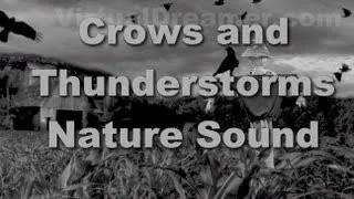 Crows in the Cornfield : Thunderstorm and Rain - 30 Minutes