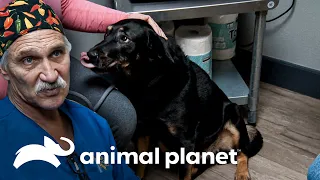 Un perro con un tumor es operado de urgencia | Dr. Jeff, Veterinario | Animal Planet