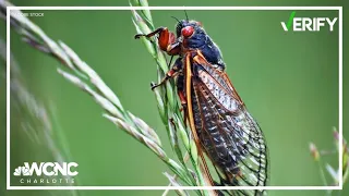 Cicadas can pee 10 feet per second. Let's VERIFY the science behind it