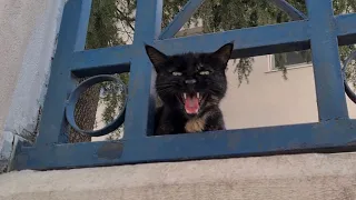 Street cats cry of hunger when they can't find food