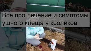 Все про лечение и симптомы ушного клеща у кроликов