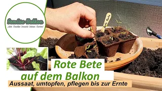 Rote Bete auf dem Balkon anbauen: Aussaat 🌱, Anzucht und Pflege bis zur Ernte