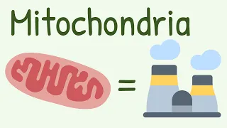 Mitochondria: Structure & Functions