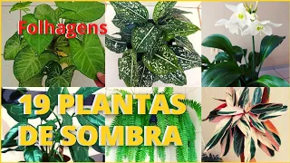 19 PLANTAS DE SOMBRA LINDISSIMAS!  Fáceis de cuidar e bem resistentes 🥰🪴