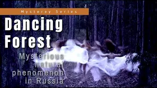 Mysterious natural phenomenon in Russia: "Dancing Forest"