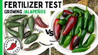 Testing 5 Different Fertilizers For Growing Peppers - Pepper Geek