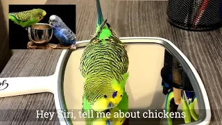 Amazing talking parakeet speaks more than a dozen phrases to a mirror [Captioned]