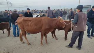 QARAKOʻL MOL BOZORI ONA BOLA SIGIR VA YOSH BUQACHA VA YOSH GʻUNAJINCHA NARXLARI YANGI NARXLAR