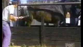 man gets kicked by horse