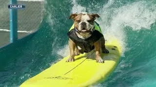 TB@OAK: Dogs ride some waves at Oakland Coliseum