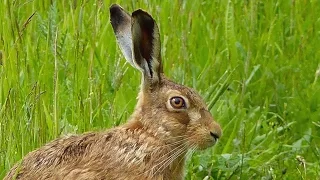 Close Encounter with a Brown Hare