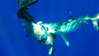 Oceanic Whitetip Shark Bites Diver