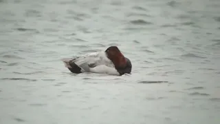 Canvasback   Grote tafeleend   Driemanspolder   The Netherlands   Luuk Punt 240601 1