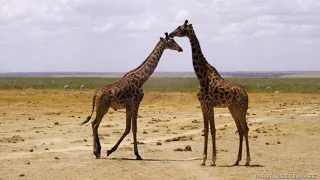 Giraffes: Living Art in the African Canvas.