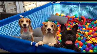 Funny Beagles Turn their Pool into a Ball Pit AGAIN!