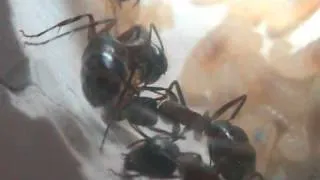 camponotus ligniperda pupa hatching part 2 of 2