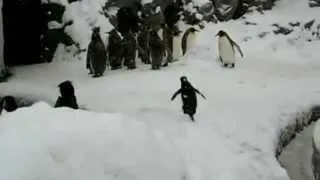 Penguin on Cocaine