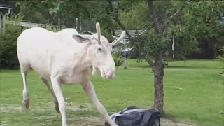 Albino moose getting drunk on apples and fighting the local lawnmower to the death!