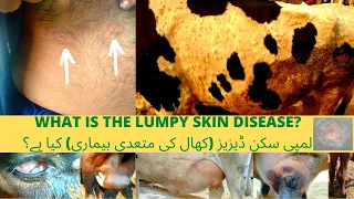 Canlı vakalar üzerinde gösteri ile Lumpy Skin Disease'in Pratik Bir Açıklaması (Tam Video)