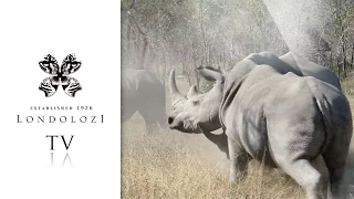 Territorial Rhinos Fight Each Other for Dominance - Londolozi TV