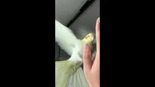 Does anyone else’s tiel Fly to Hand when Hearing Whistle | Garage Fly Training Cockatiel