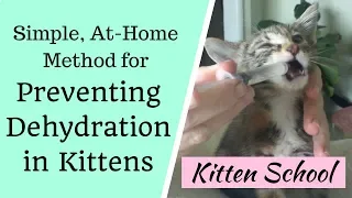 At Home Method to Prevent Deadly Dehydration in Kittens