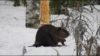 Beaver hunting 2022 (Majavan metsästys)