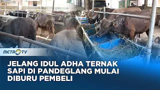 Jelang Idul Adha, Peternakan Sapi Di Pandeglang Mulai Diburu Pembeli