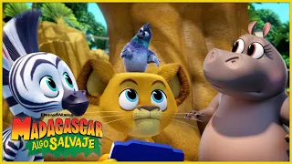 Ganarse el videojuego 🎮 | DreamWorks Madagascar en Español Latino