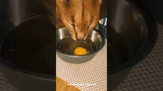 Caracal Pumba Likes to Eat Egg : Floppa #shorts