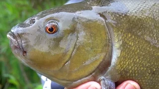 Tench Fishing - Time For Tench Part One