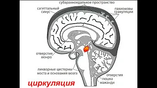 Отек мозга Горячев А.С. 2024