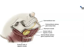 Submandibular and Sublingual Salivary Glands - Dr. Ahmed Farid