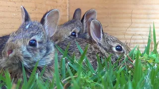 Our first 7 days of Baby Cottontail Rabbit Rescue
