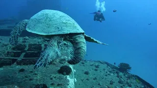 Shipwreck Dive on Sea Tiger Honolulu - Vlog 639