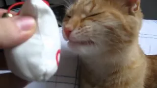 Funny Cat- Reaction to Cat Nip