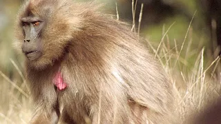 Female Geladas Consider Replacing Their Lazy King