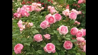 цветение второго забора, питомник роз Полины Козловой, rozarium.biz