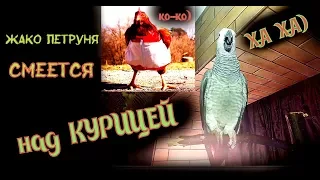 Попугай смеётся над КУРИЦЕЙ 😂 Я РЖАЛ ЕЩЕ ЦЕЛЫЙ ЧАС😜 Parrot Jaco Peter laughs at the chicken)#Shorts