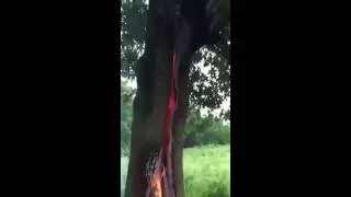 Burning Live Tree Inside