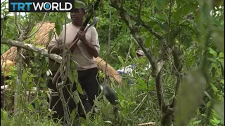 Madagascar Vanilla: Crop quality suffers as farmers fight thieves