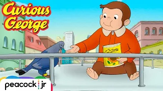 Pigeon Adventures! | CURIOUS GEORGE