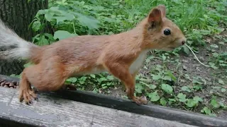 Ушастик что то унюхал и убежал / The squirrel sensed something and ran away