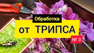 Травлю ТРИПСА! Самый опасный вредитель. Что обязательно нужно знать! #орхидеи #трипс #обработка