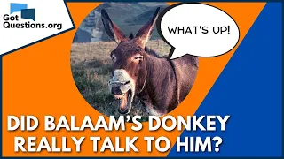Did Balaam’s donkey really talk to him? | GotQuestions.org