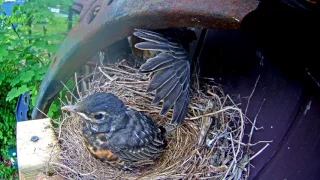 Robins leaving the nest - cam 2